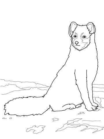 Sitting Arctic Fox Coloring Page